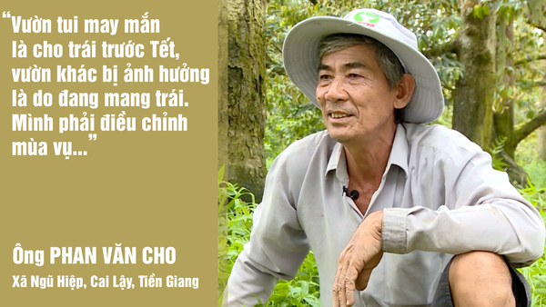 Ông Phan Văn Cho– xã Ngũ Hiệp - huyện Cai Lậy - tỉnh Tiền Giang phát biểu: vườn tui may mắn là cho trái trước, vườn khác bị ảnh hưởng là do đang mang trái. Mình phải điều chỉnh mùa vụ